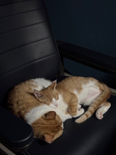 An orange and white tripod (Yiggy) lays on another orange and white (Penny), with the patterns on their coats lining up to make them blend in