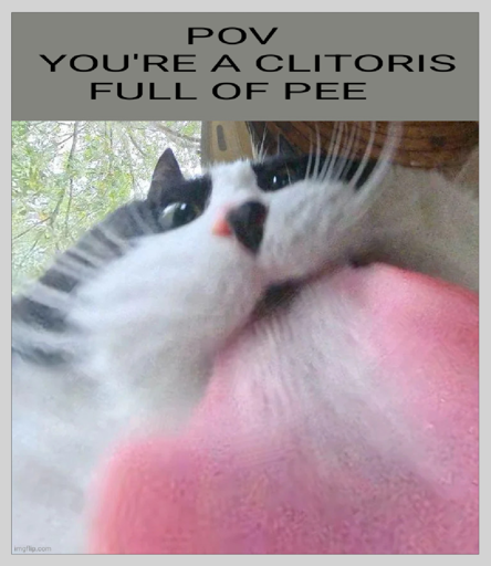 HUMOROUSLY PROPORTIONED PHOTOGRAPH OF A CAT WITH ITS TONGUE STICKING OUT, CAPTIONED "POV YOU'RE A CLIT FULL OF PEE"