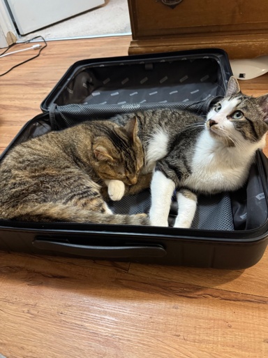 Two sibling short hair cats cuddle together in one half of a suitcase laying open on a floor. Honey, on the left lays her head on her brother Rocky on the right. 