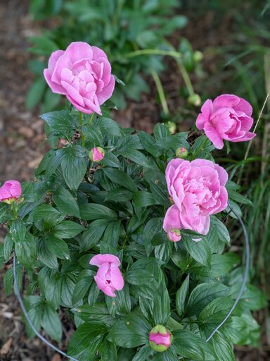 Light pink peonies in bloom