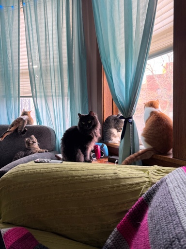 5 cats gather near a pair of windows with partially open bright blue curtains. 2 cats are on a plump chair while another 3 huddle on an end table positioned directly in front of one of the windows. 