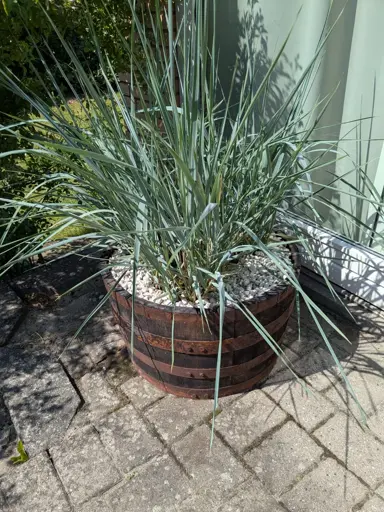 Three "Leymus arenarius" potted in a half whisky barrel 