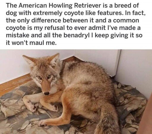 The American Howling Retriever 