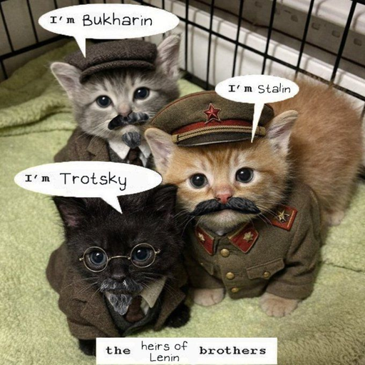kitten stalin, trotsky and bukharin trio