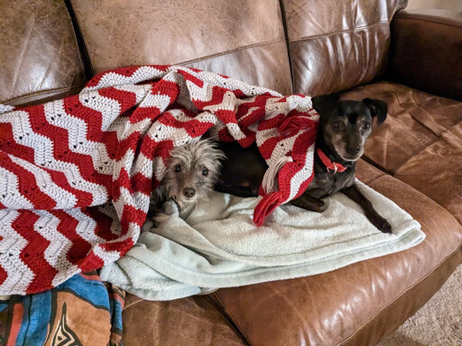 Two small dogs sitting on a couch under a blanket.
