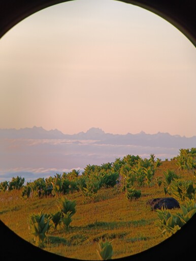 Mountains and grassy plants
