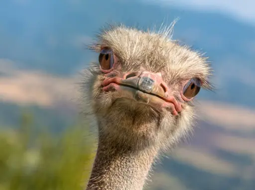 ostrich face closeup