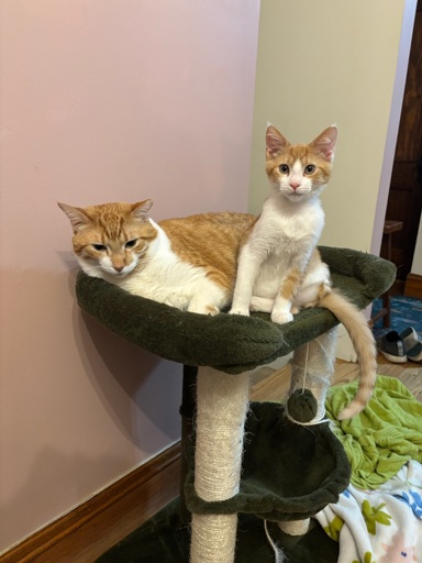 A large short haired orange and white cat sits on a green and white cat tree joined by another much smaller orange and white short hair with pointy ears and 3 legs