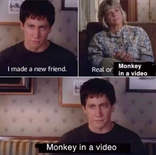 "I made a new friend." "Real or Monkey in a video" "Monkey in a video"