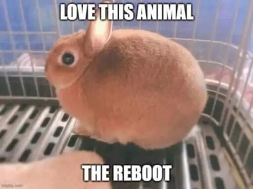 LOVE THIS ANIMAL / THE REBOOT picture of a chonk rabbit