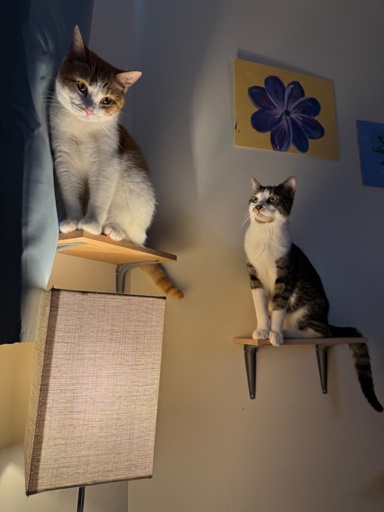An orange and white fluffy shorthair sits on a small, cat-sized shelf next to a blue window curtain, lit severely from below by a table lamp that is seen under her. To her right on a slightly lower shelf sits a tortoise-shell and white shorthair, who is looking expectantly at his sister, waiting for her to vacate her shelf, which is also the next step up into the window sill 