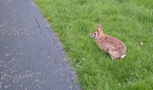 Photograph of a bunny sitting in the grass, a short distance from the road.