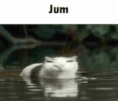 silly ass cat with the caption "jum"