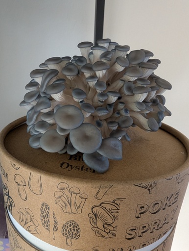 mass of mushrooms poking out of a hole in the top of a cylindrical cardboard box