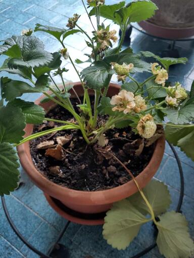A photo of a strawberry seedling in a vase, in which some parts seem to dry out, while others look fine